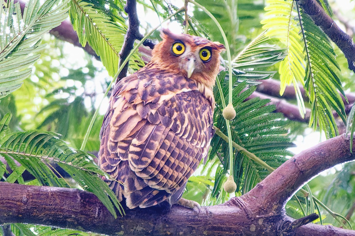 Philippine Eagle-Owl - ML498586011