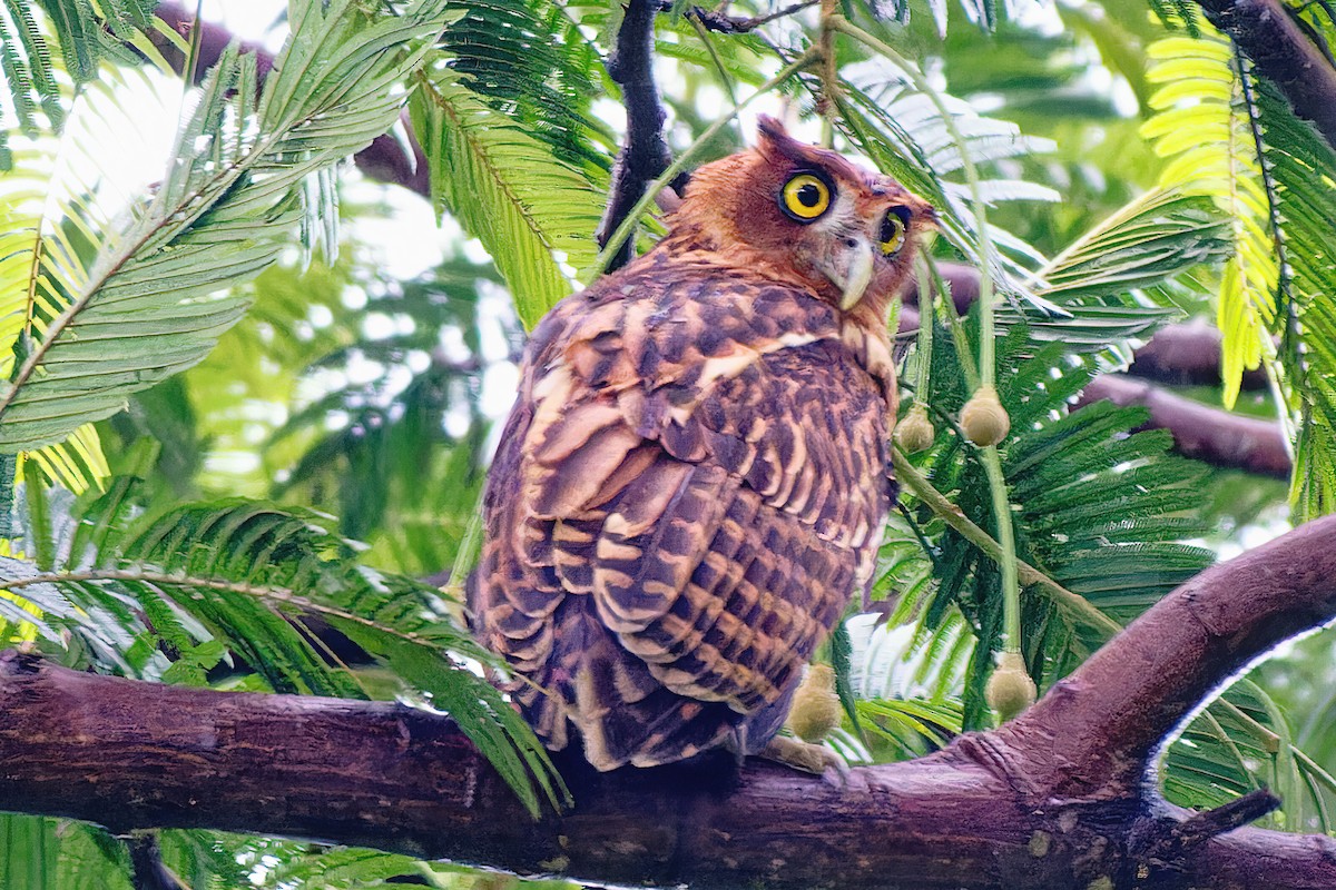 Philippine Eagle-Owl - ML498586021