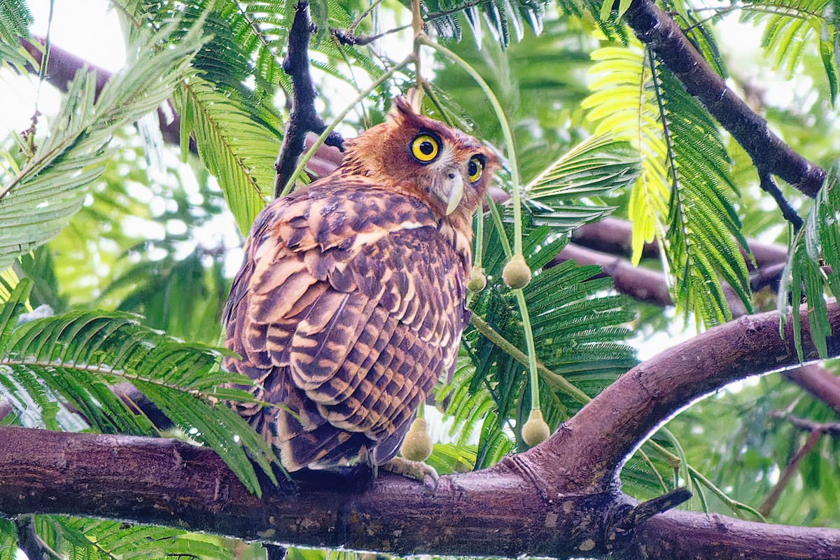 Philippine Eagle-Owl - ML498586041