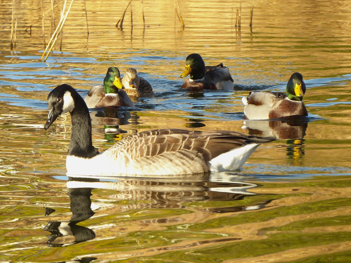 Канад галуу - ML498586541