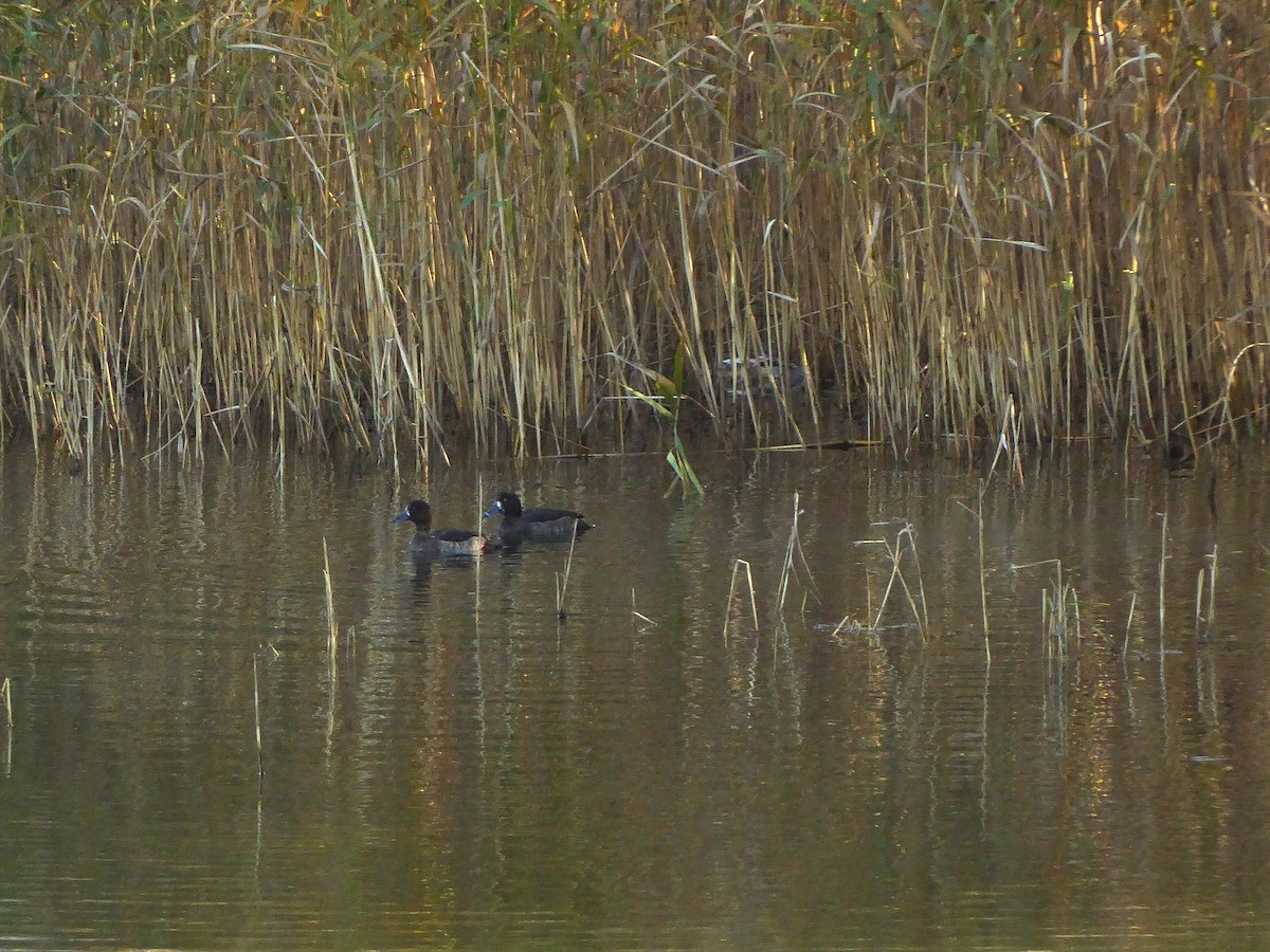 Тэнгисийн шумбуур - ML498586561