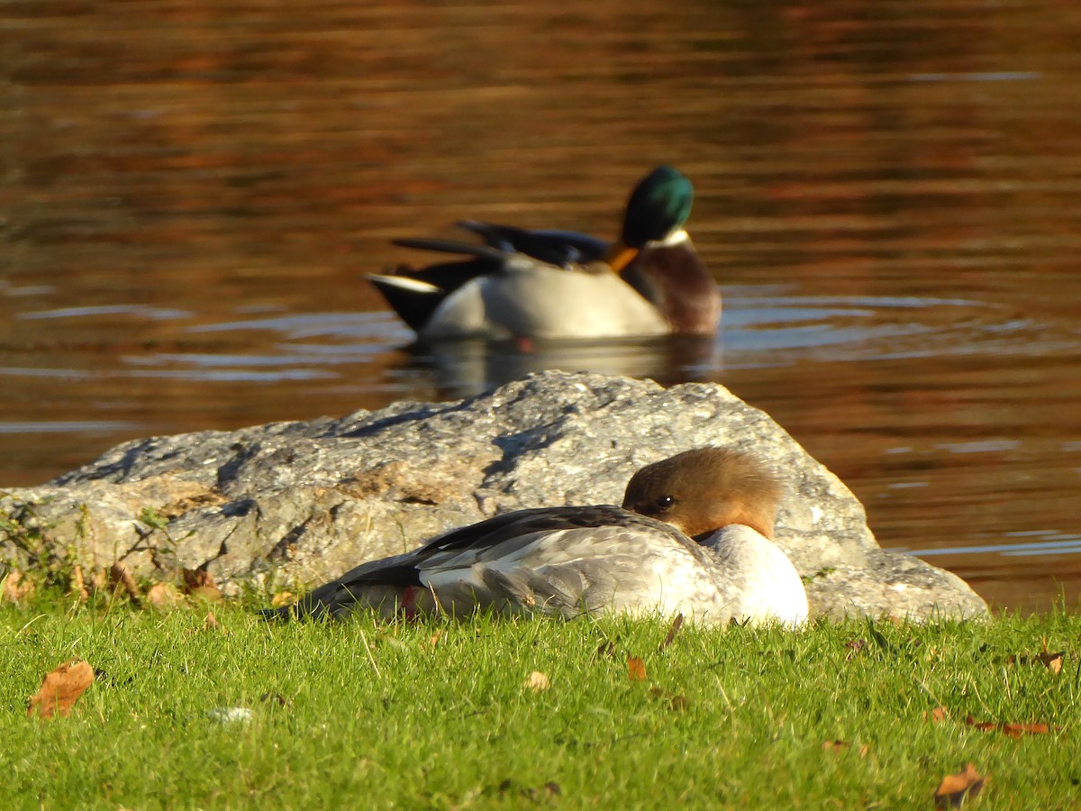 Хумхин бохио - ML498586641