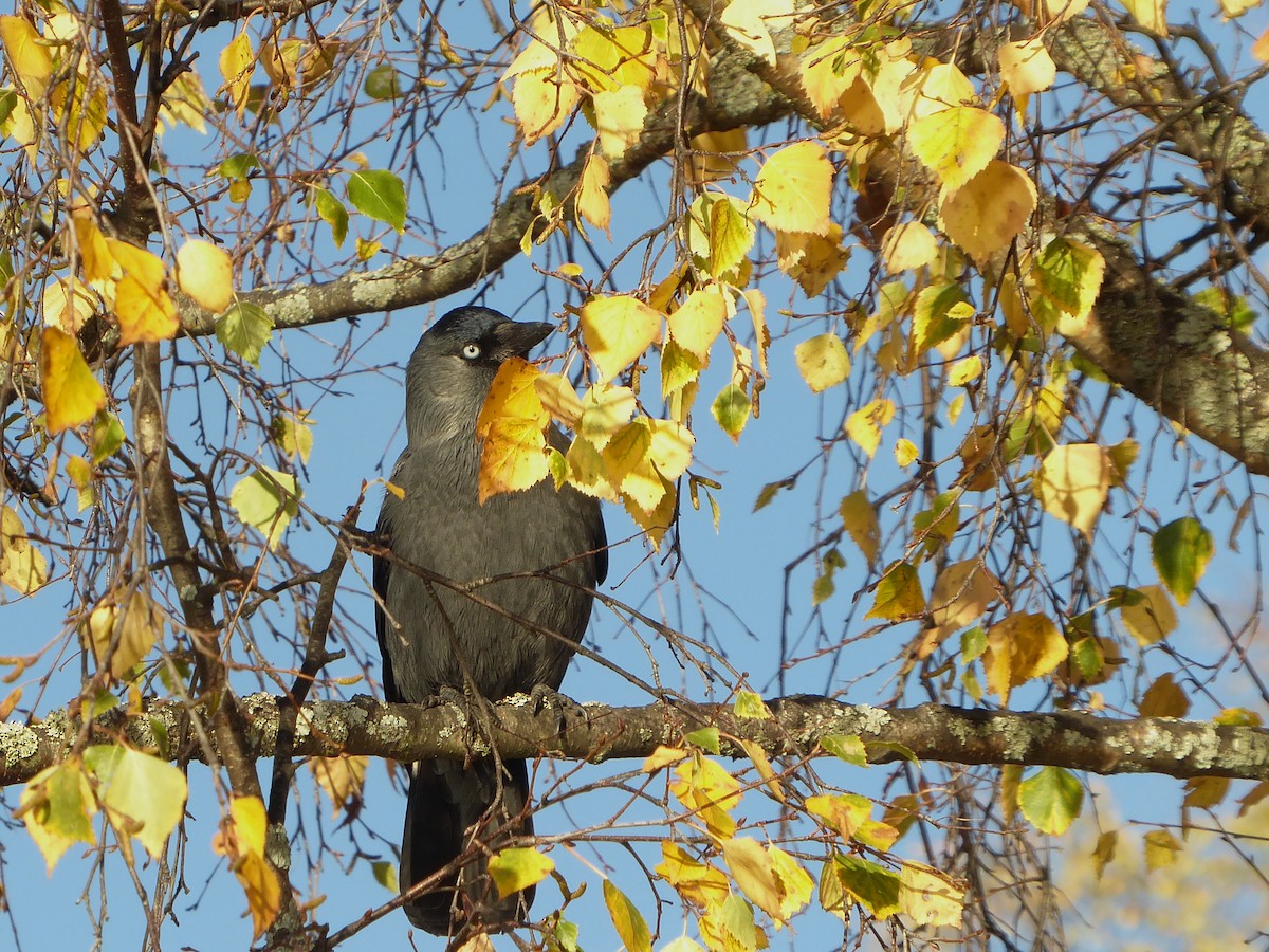 Харлаг хэрээ - ML498586691