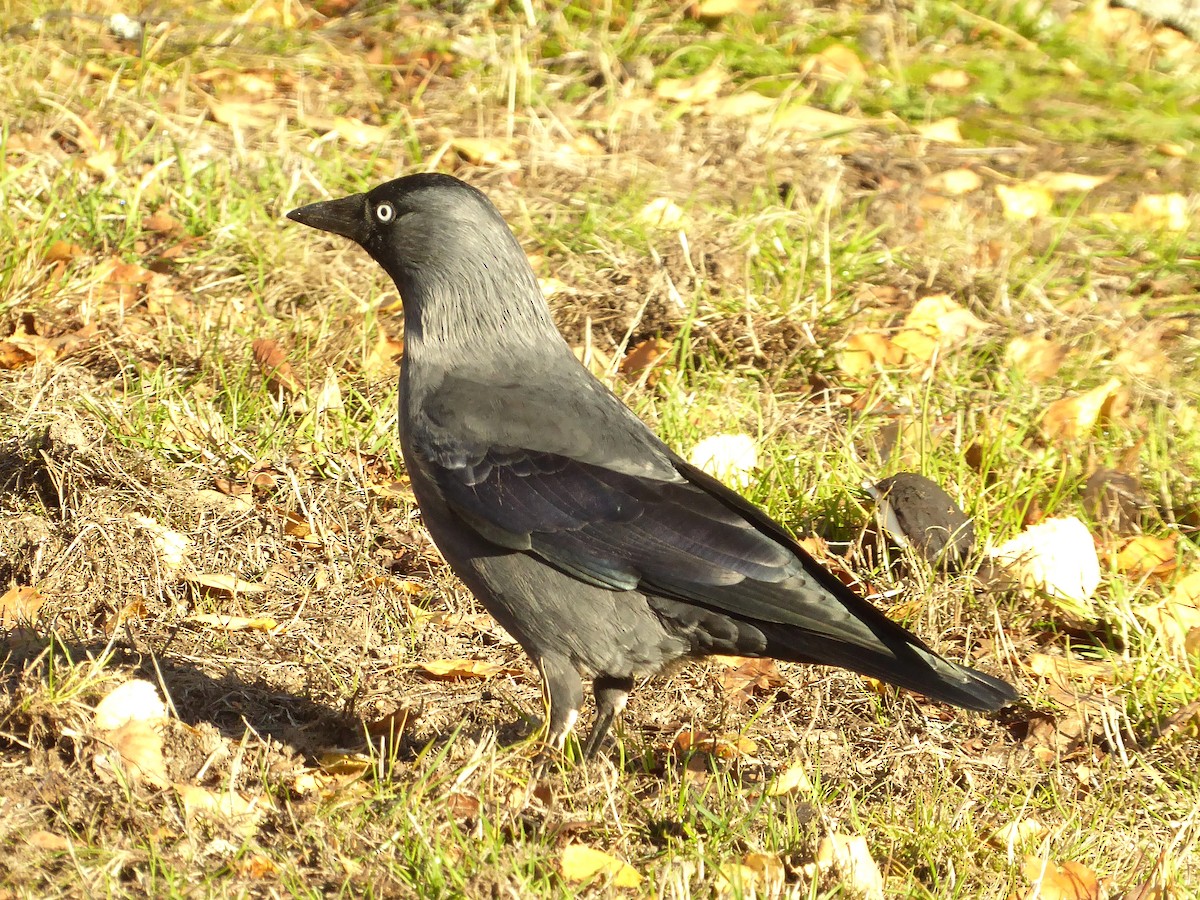 Харлаг хэрээ - ML498586701