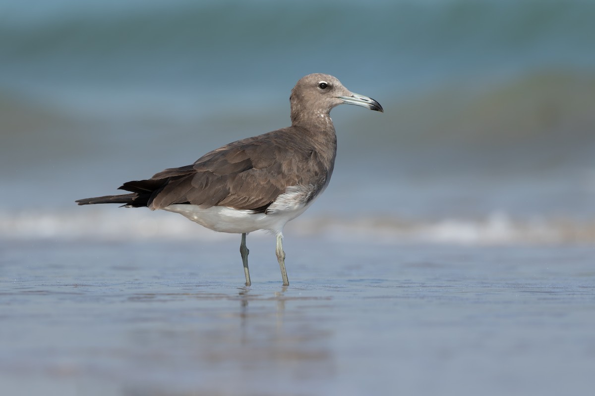 Sooty Gull - Joachim Bertrands