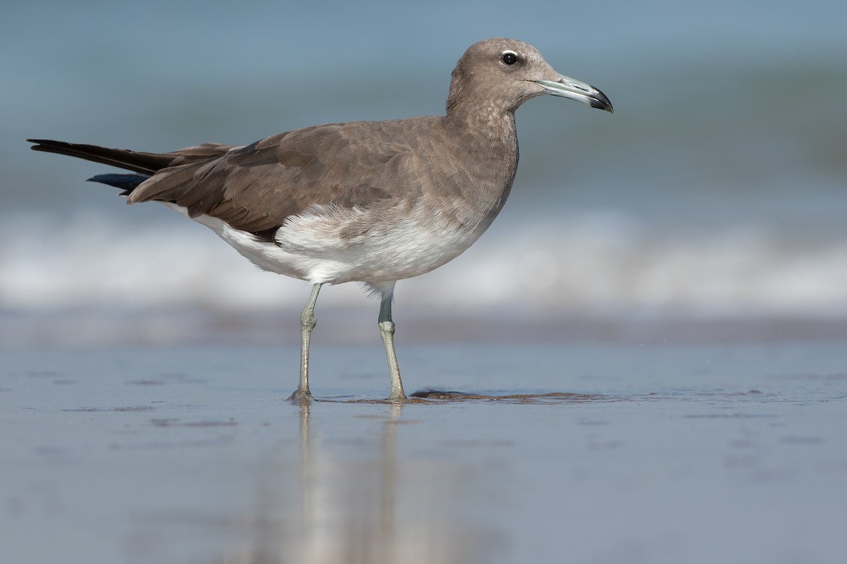 Sooty Gull - Joachim Bertrands