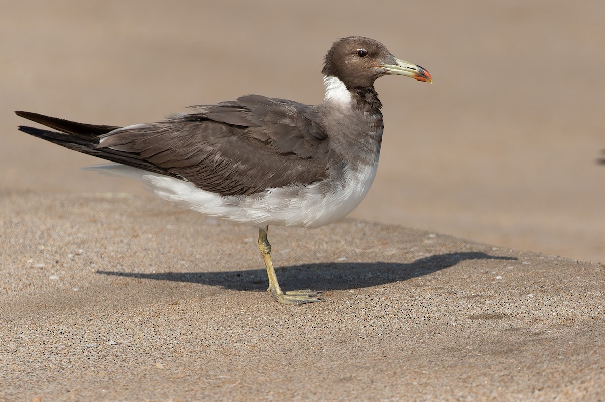 Sooty Gull - Joachim Bertrands