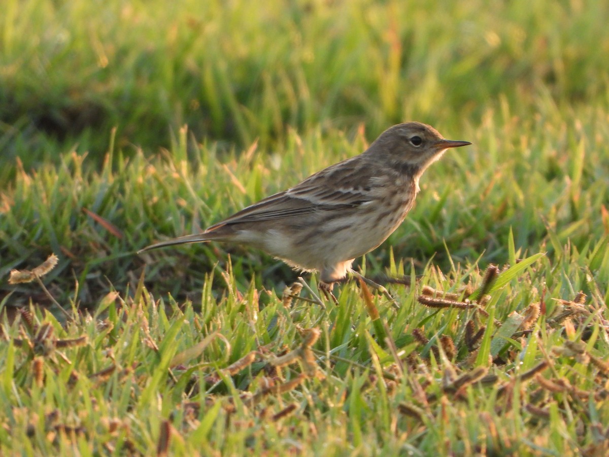 Water Pipit - ML498587221
