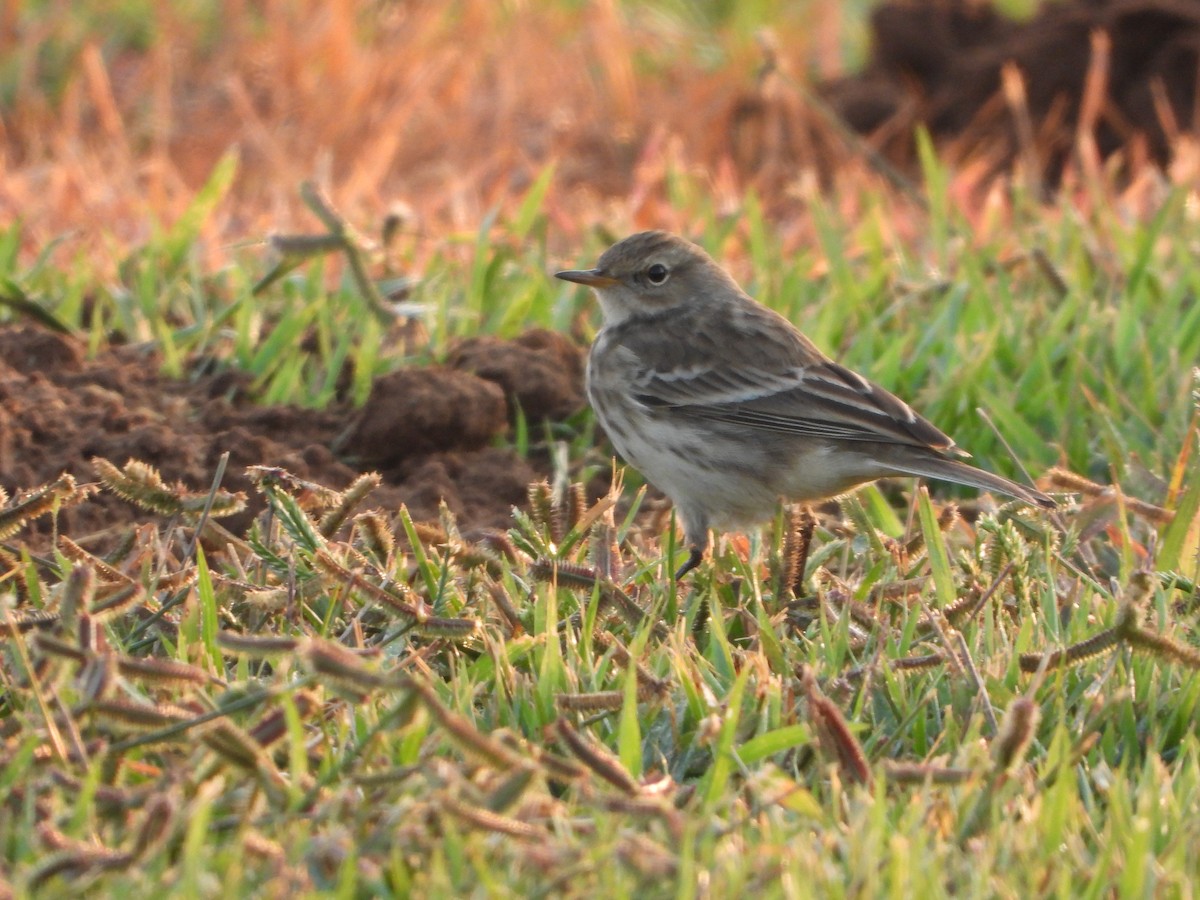 Water Pipit - ML498587231