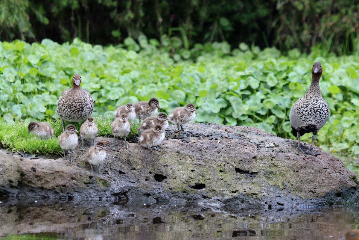 Maned Duck - ML498587281