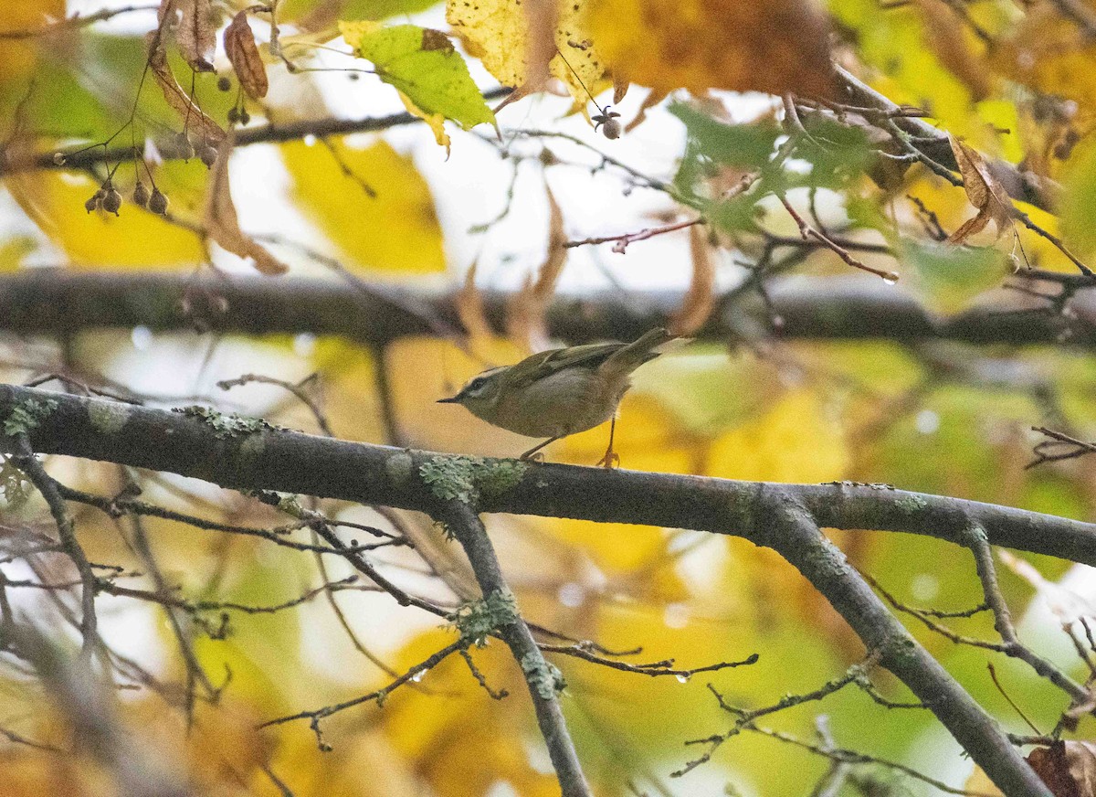 Common Firecrest - Ed Stubbs