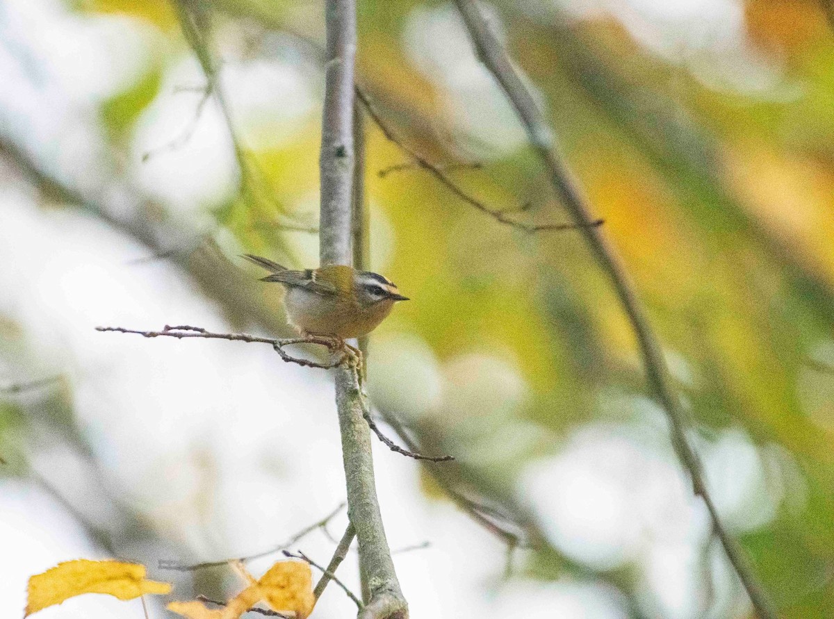 Common Firecrest - ML498587661