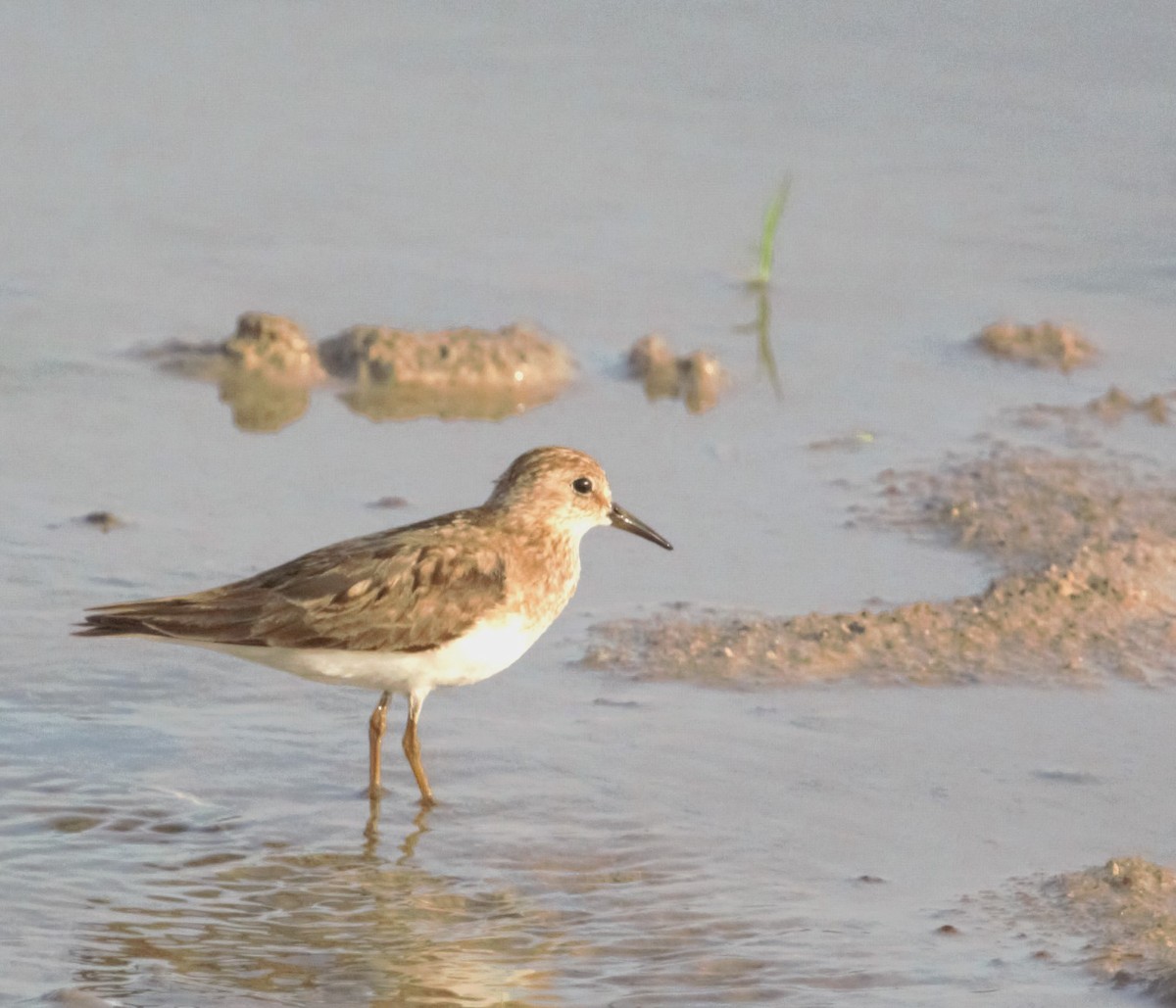 Temminck's Stint - PARTH PARIKH