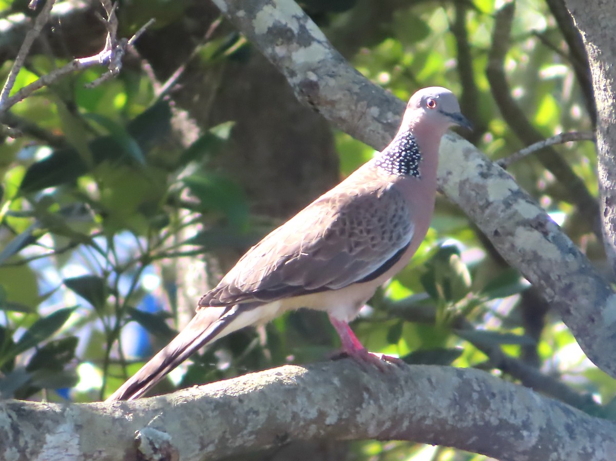 Spotted Dove - ML498588431