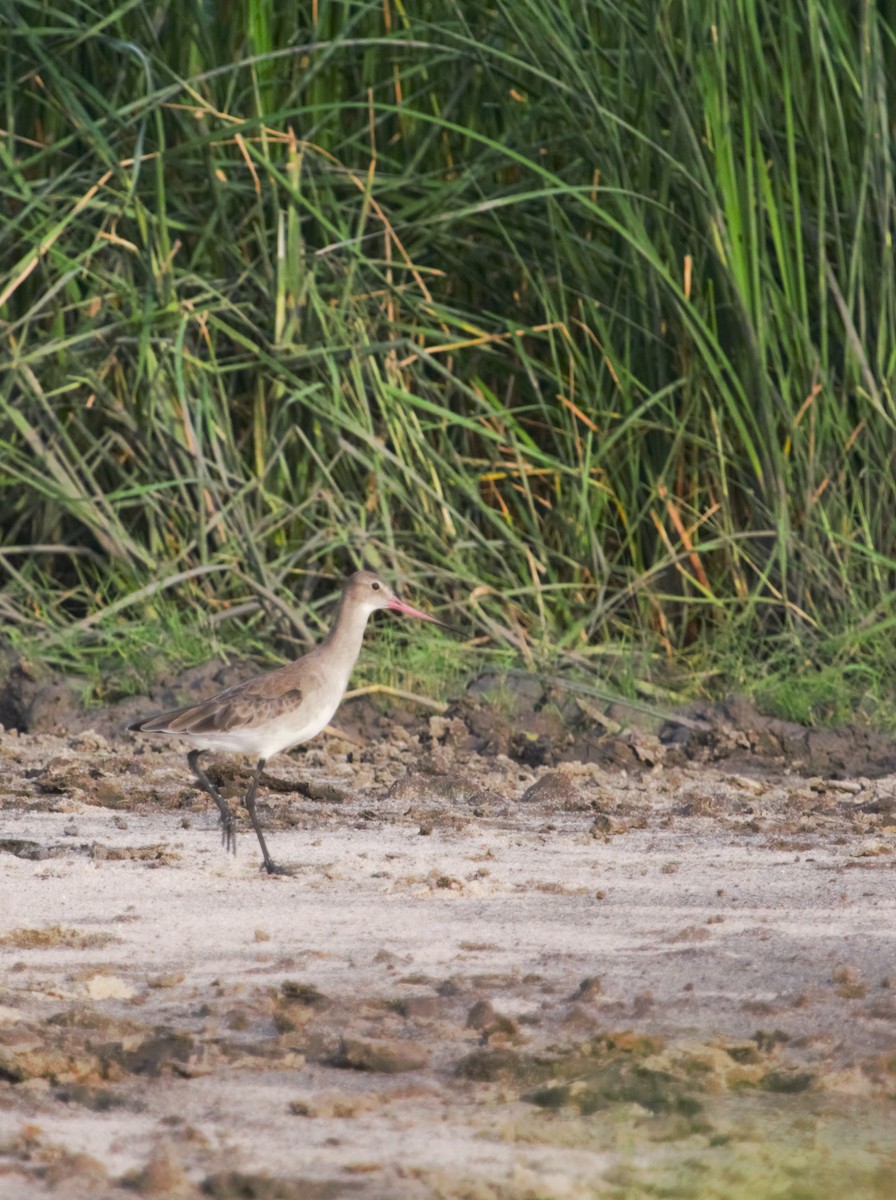 Black-tailed Godwit - PARTH PARIKH