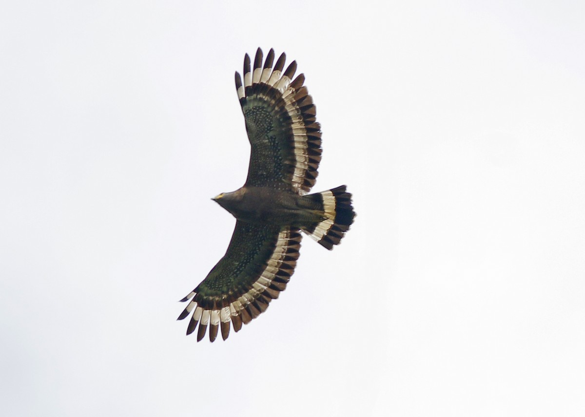 Crested Serpent-Eagle - ML498589901