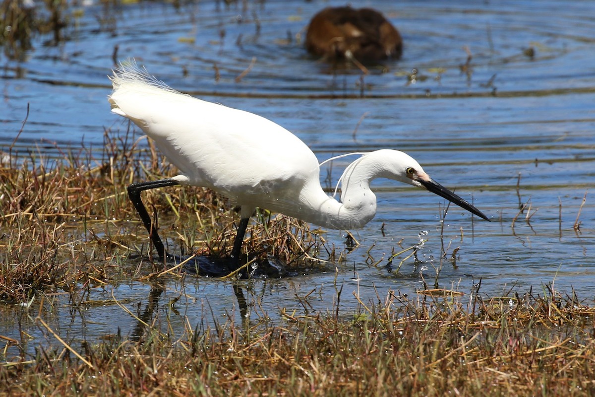 Little Egret - Deb & Rod R