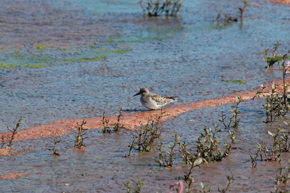 White-rumped Sandpiper - ML498596201