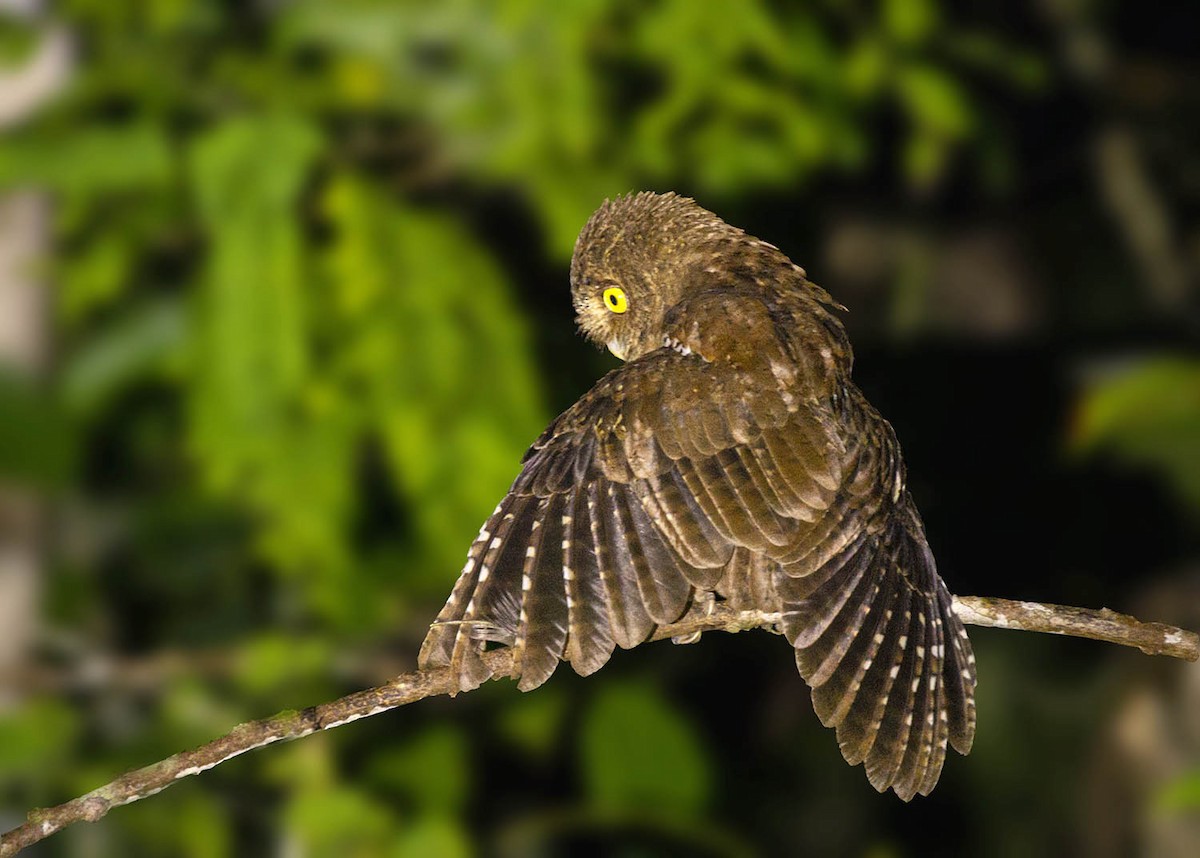 Andaman Scops-Owl - Mousumi Dutta