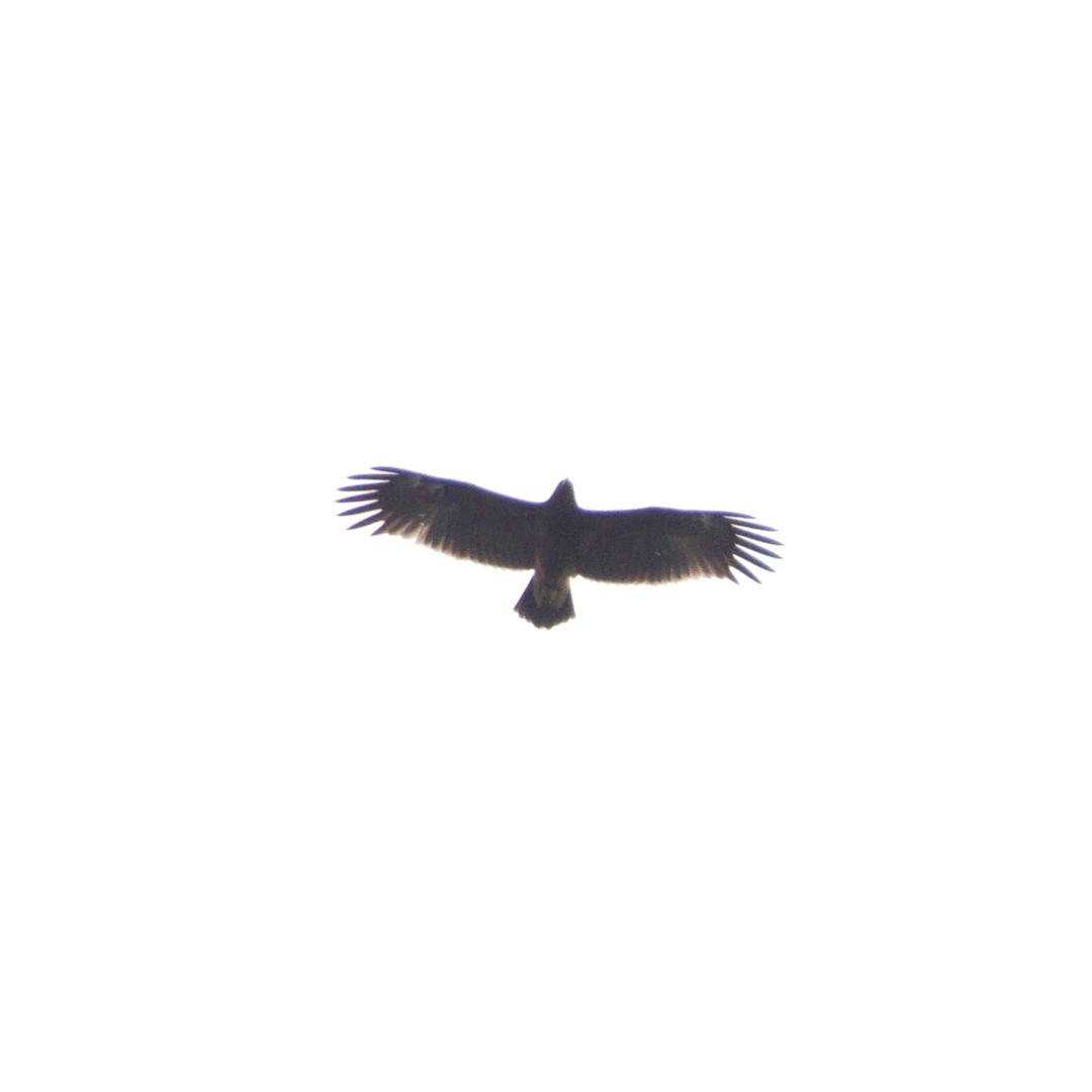 Greater Spotted Eagle - ML498597221