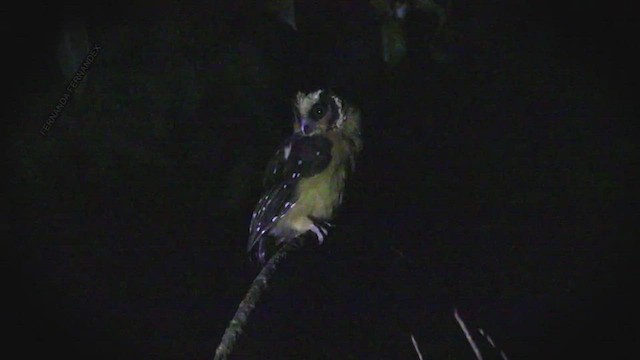 Buff-fronted Owl - ML498597441