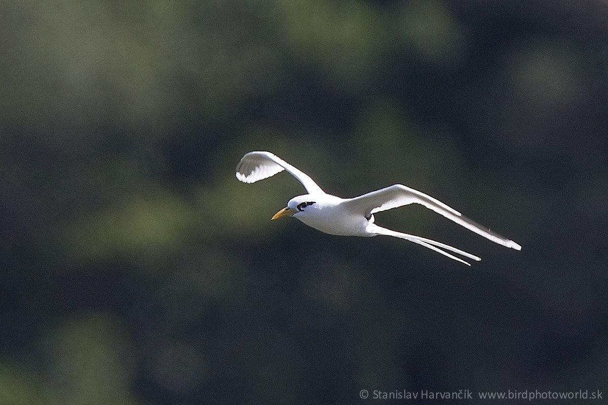 White-tailed Tropicbird - ML498598401