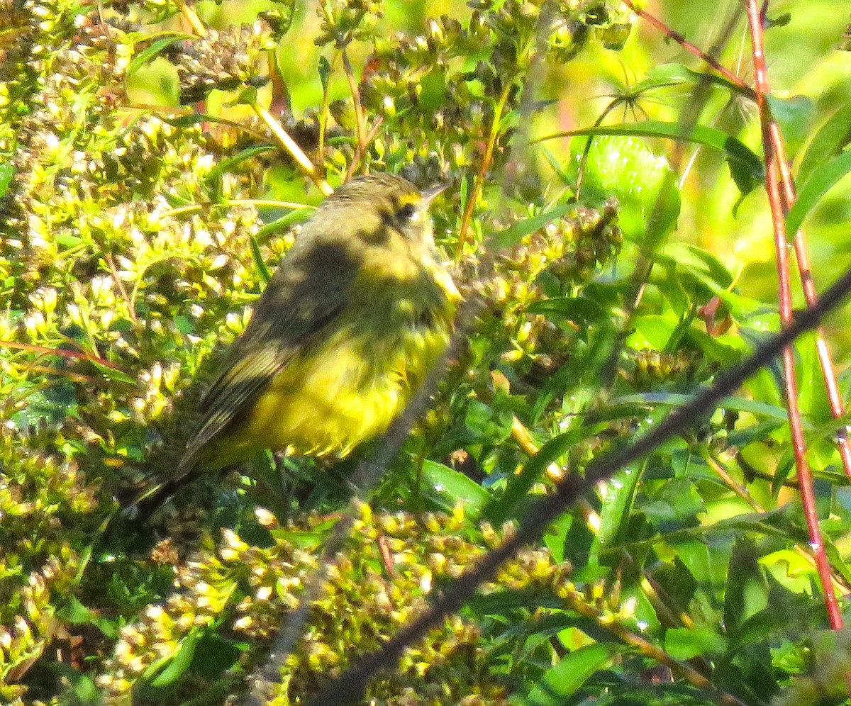 Palm Warbler - ML498599021