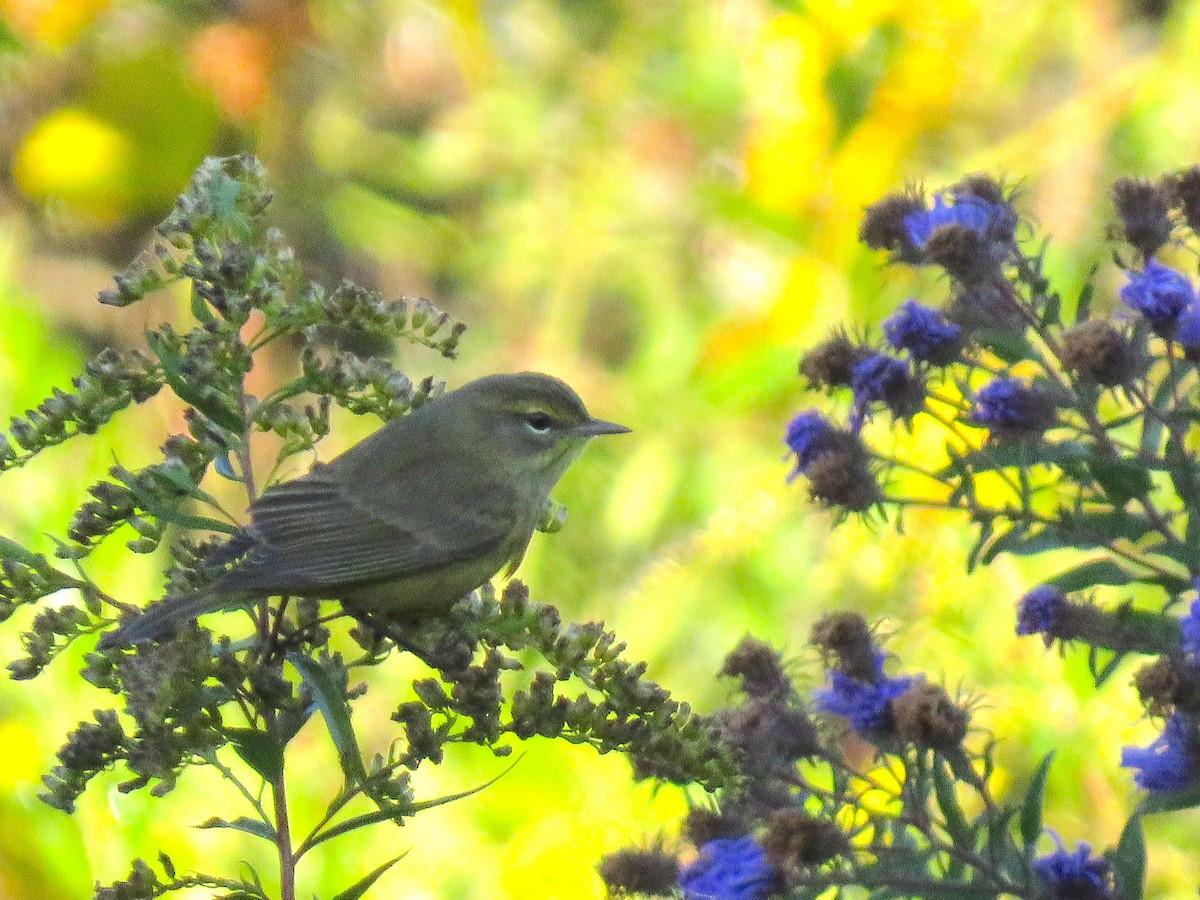 Palm Warbler - ML498599251