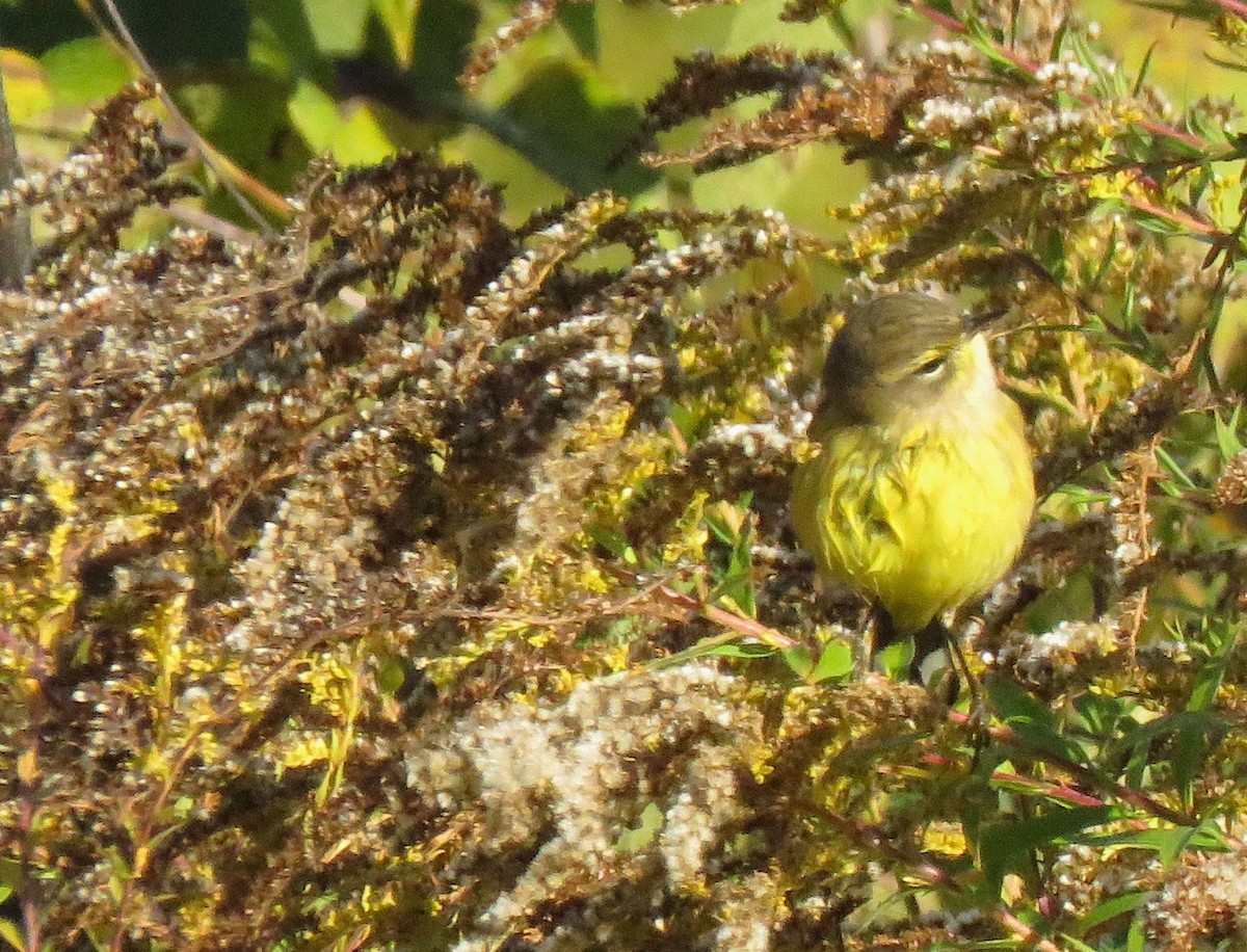Palm Warbler - ML498599391