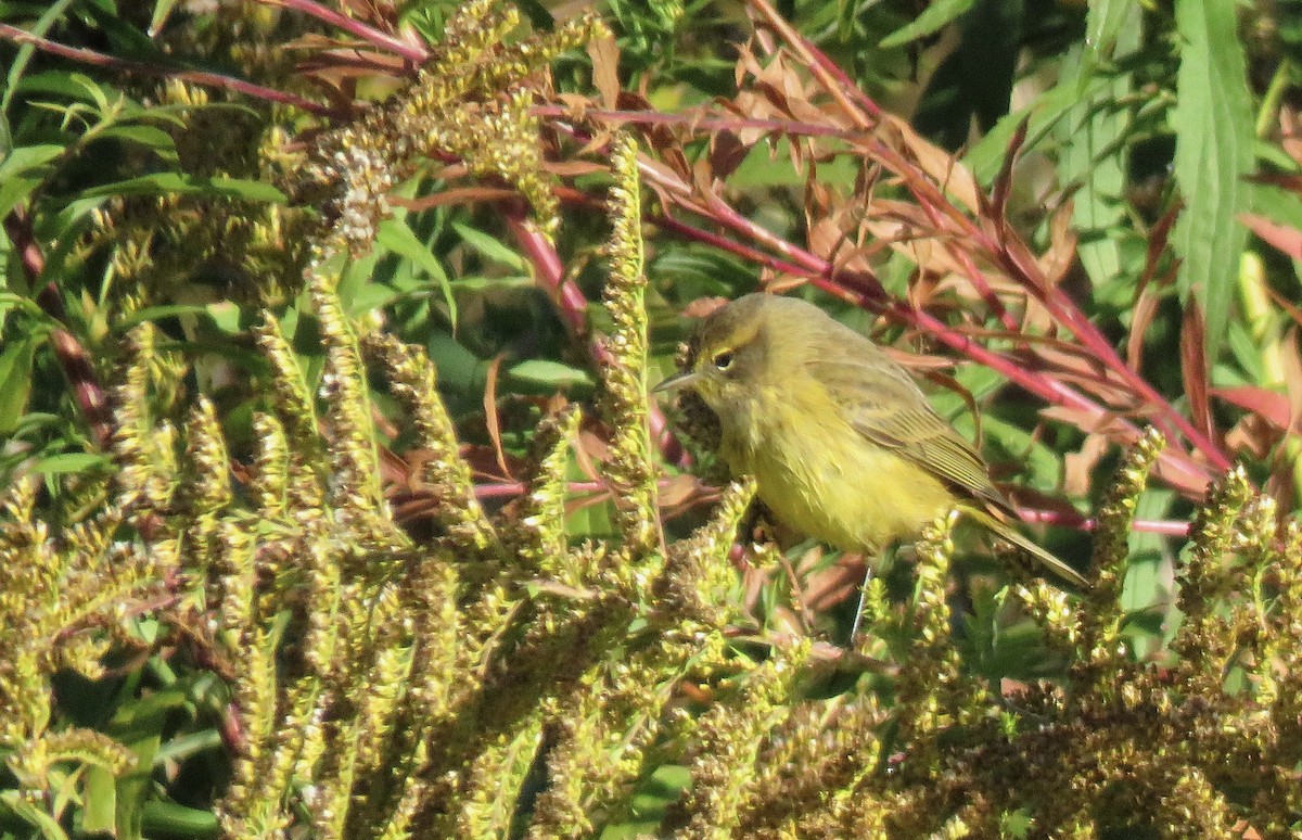 Palm Warbler - ML498599401