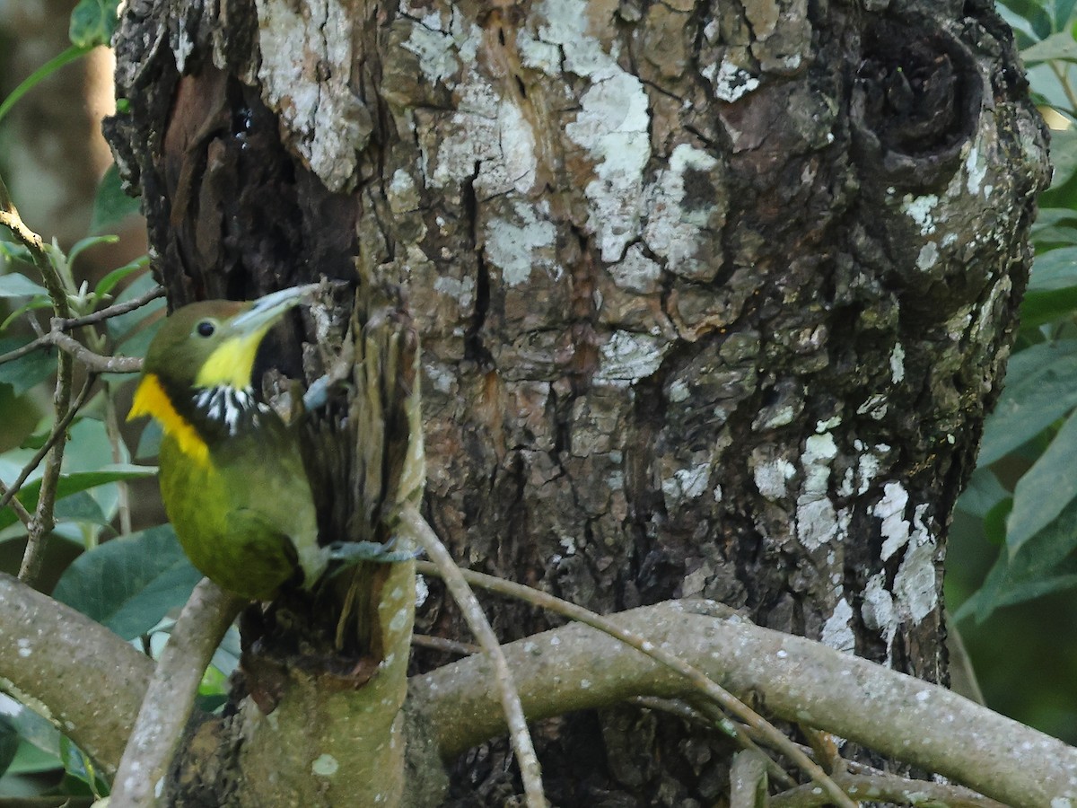 Greater Yellownape - Gowri Shankar S