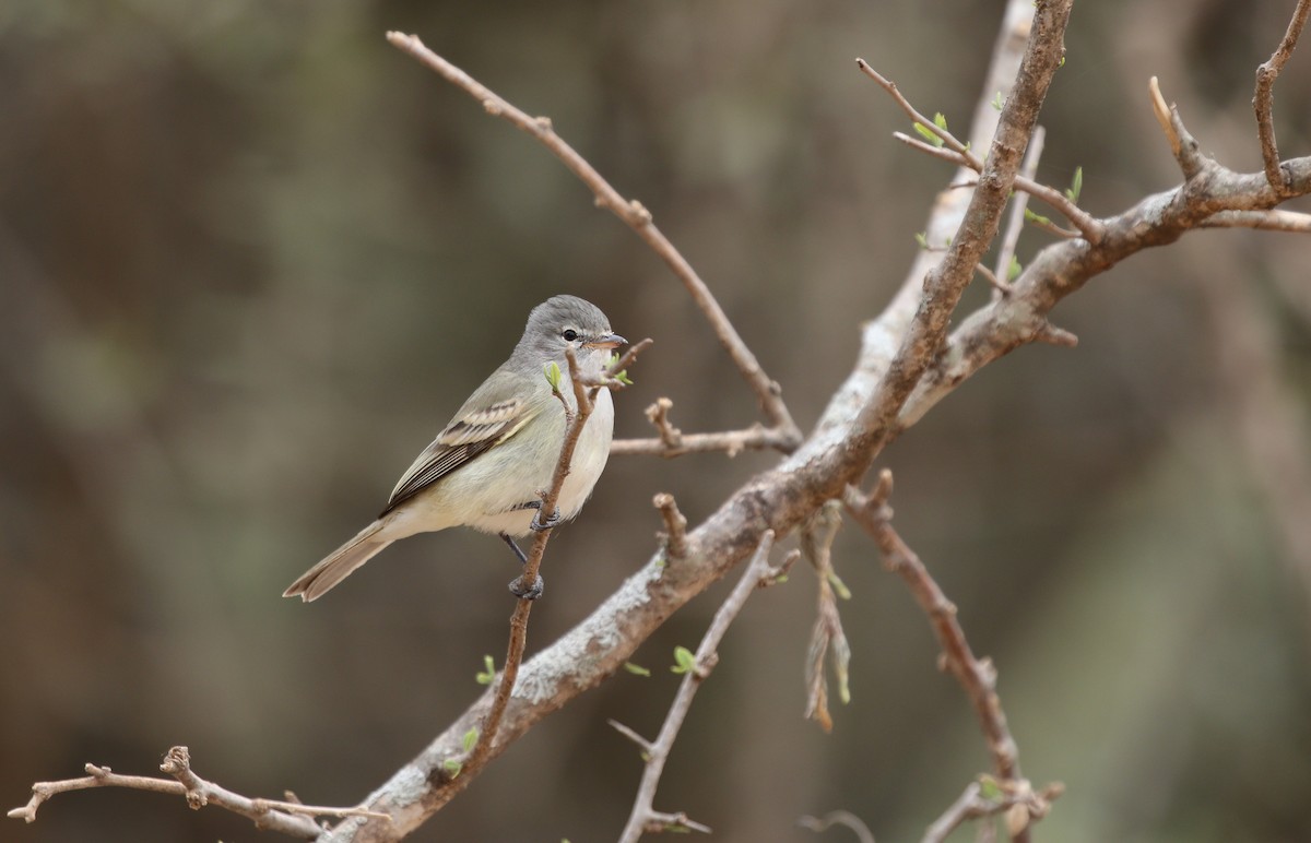 Southern Beardless-Tyrannulet - ML498601091