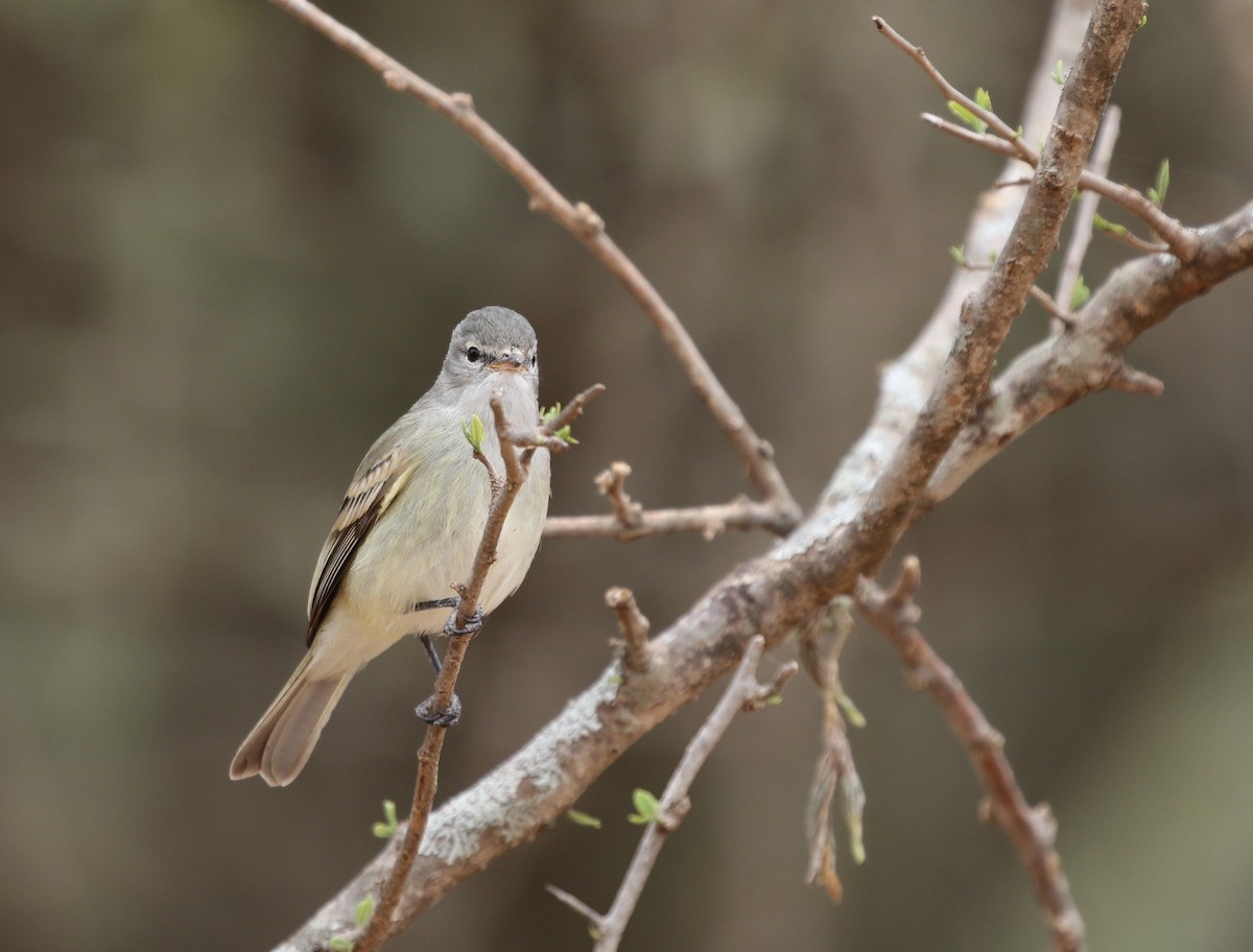 Southern Beardless-Tyrannulet - ML498601141