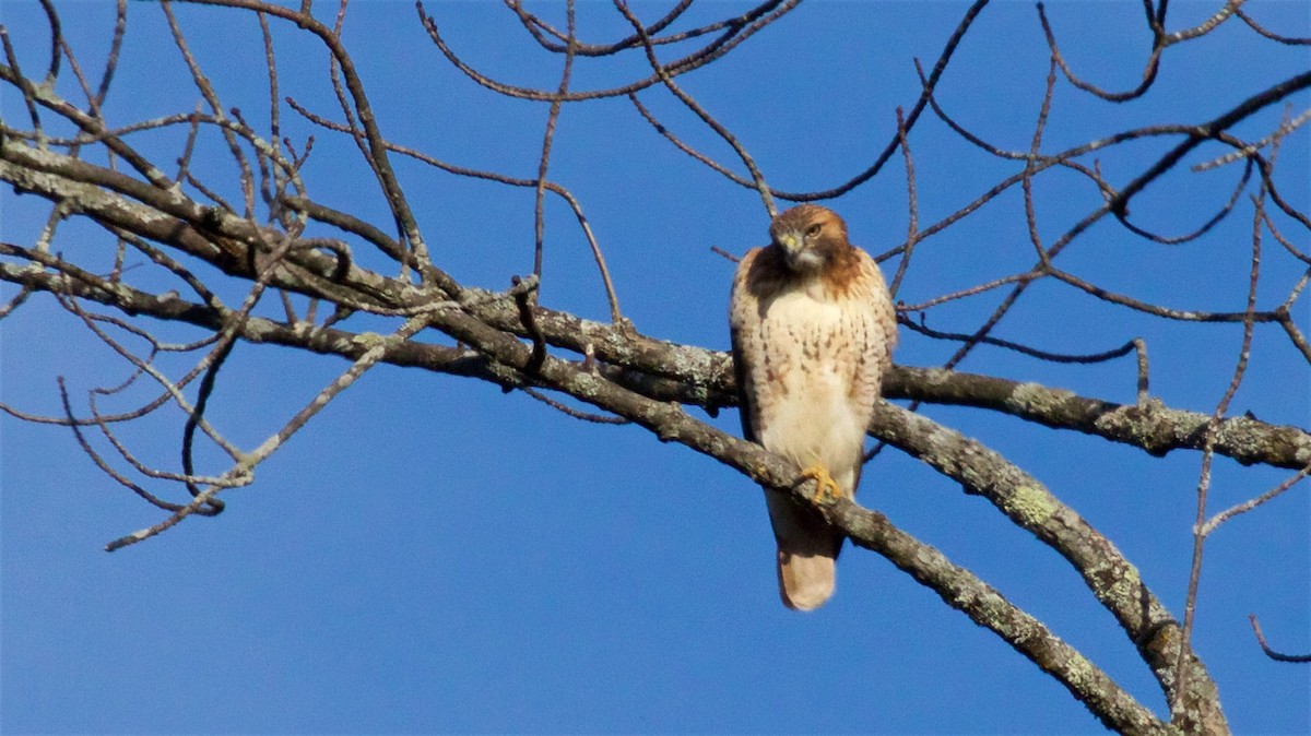 Red-tailed Hawk - ML498603231