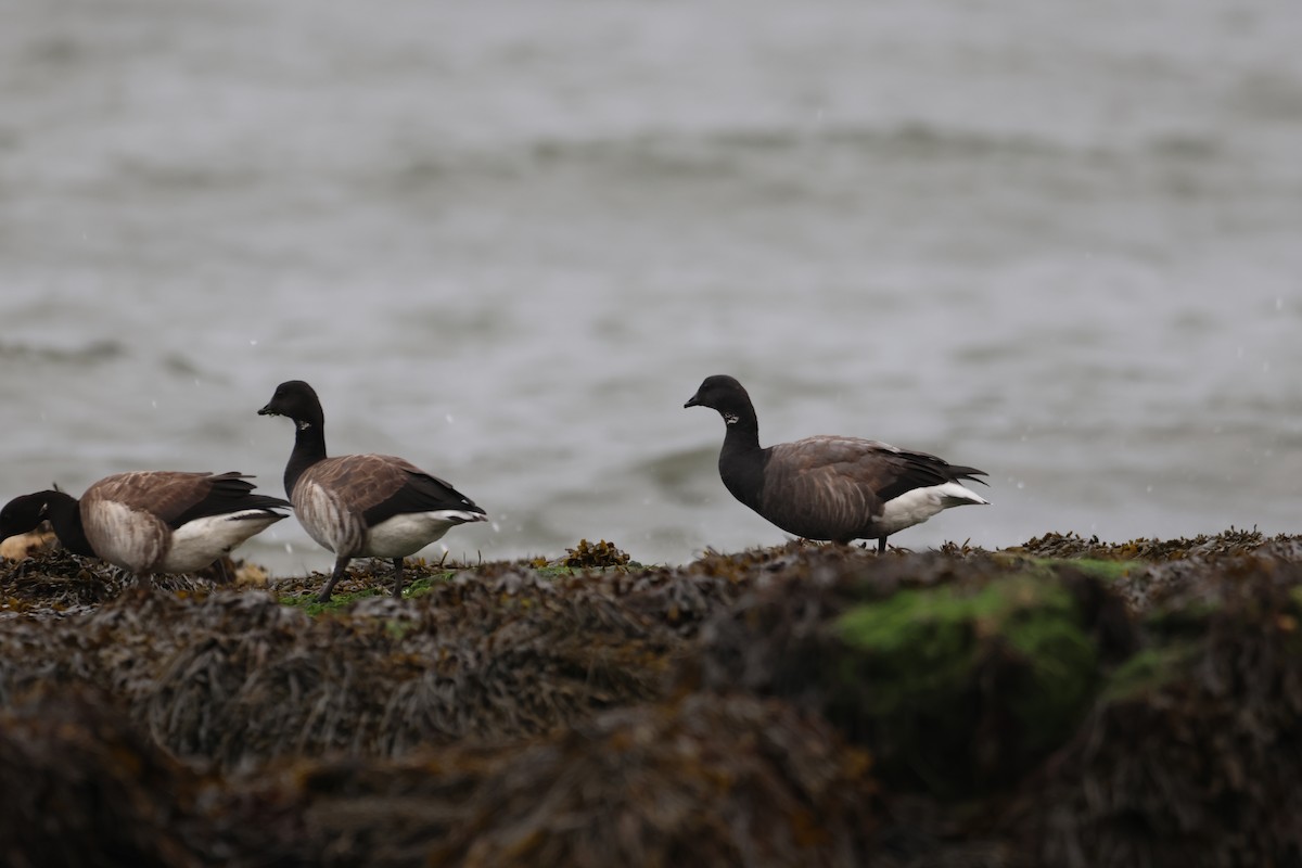 Brant (Atlantic) - ML498605191