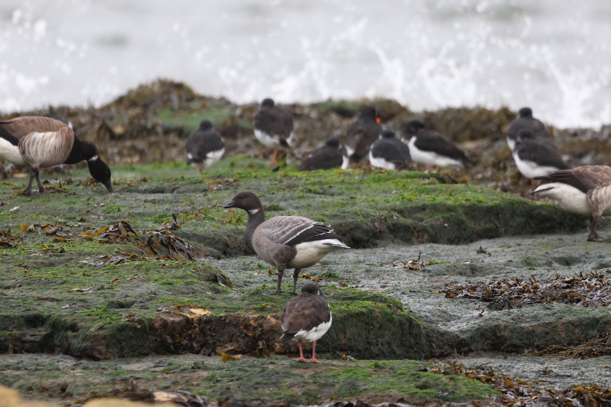 Branta musubeltza (hrota) - ML498605221