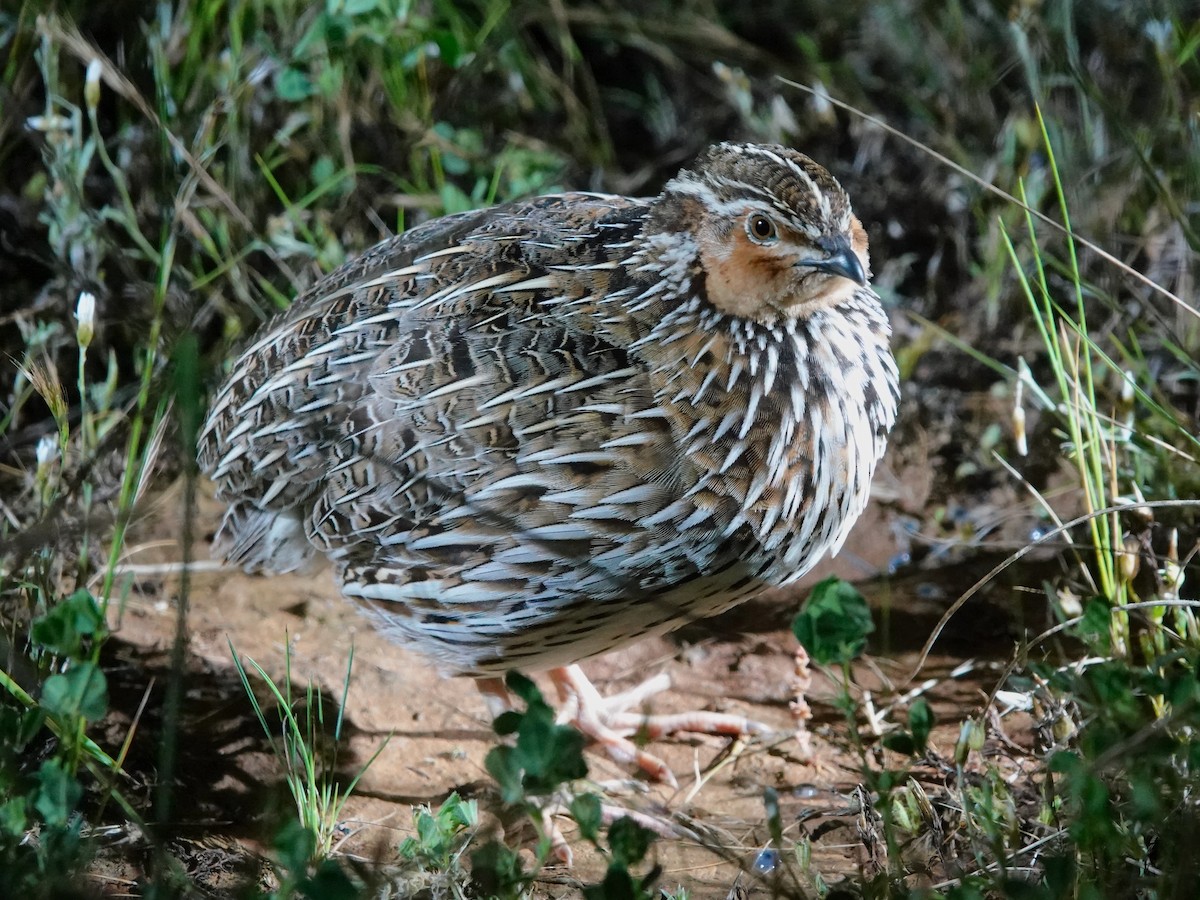 Stubble Quail - ML498606441