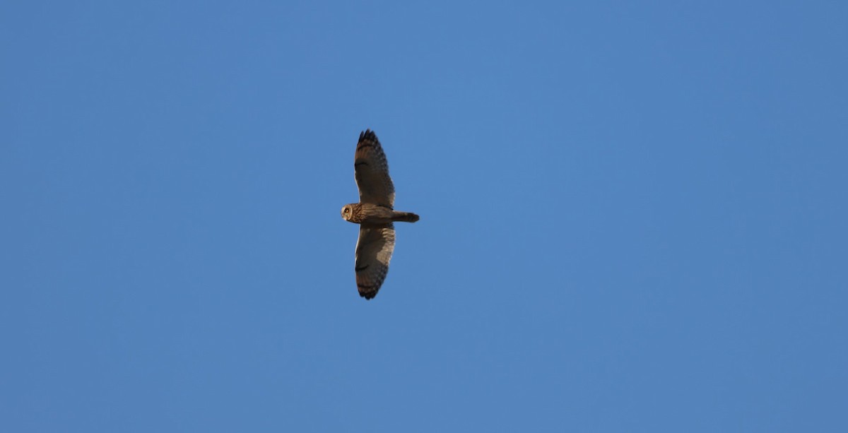 Short-eared Owl - ML498606961