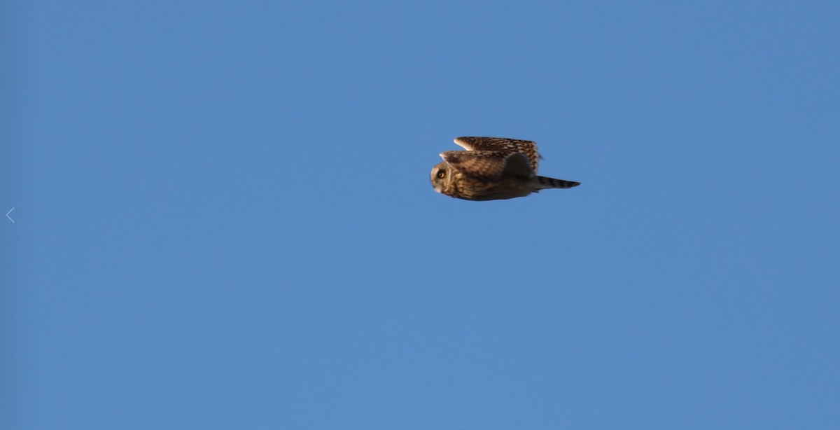 Short-eared Owl - ML498606991