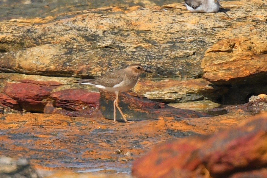 Oriental Plover - ML498607911