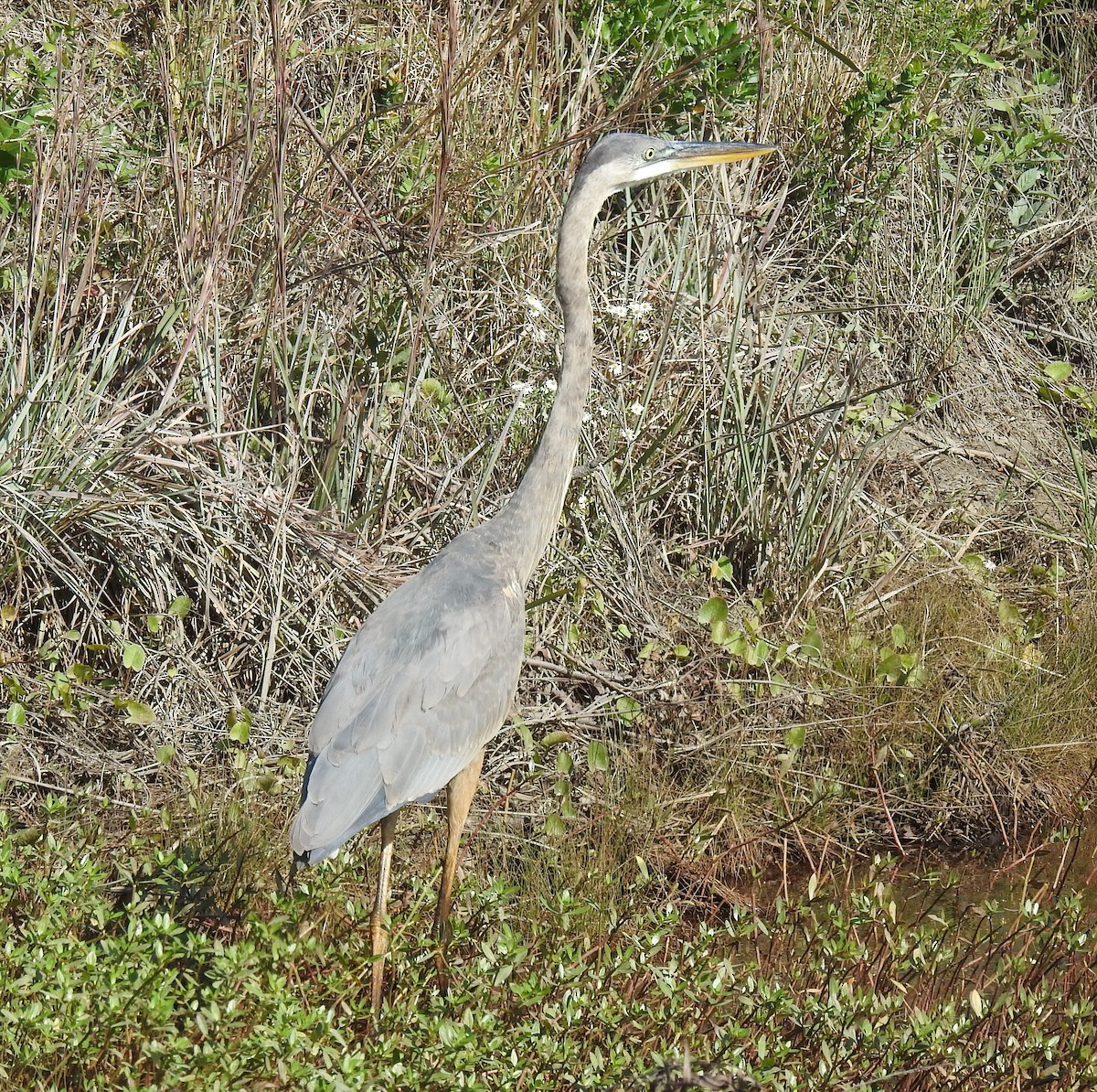 Grand Héron - ML498607951