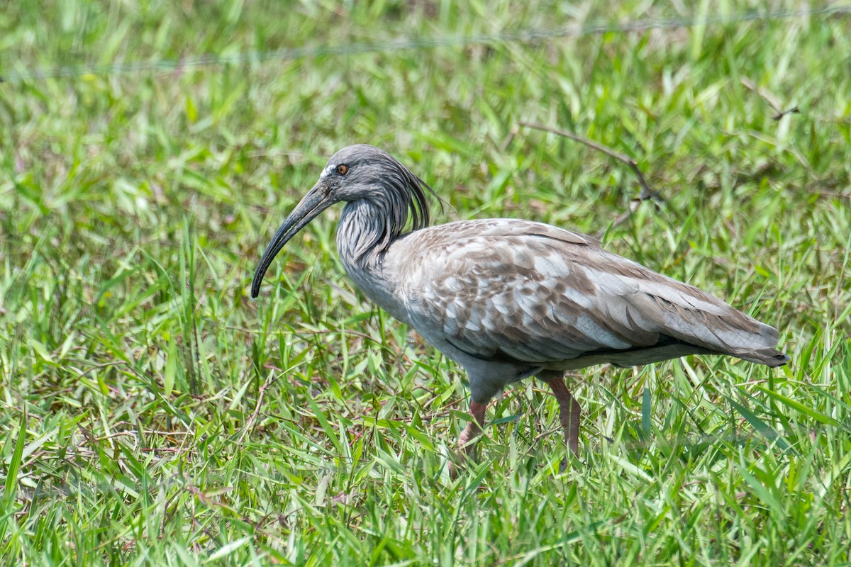 ibis běločelý - ML498609191