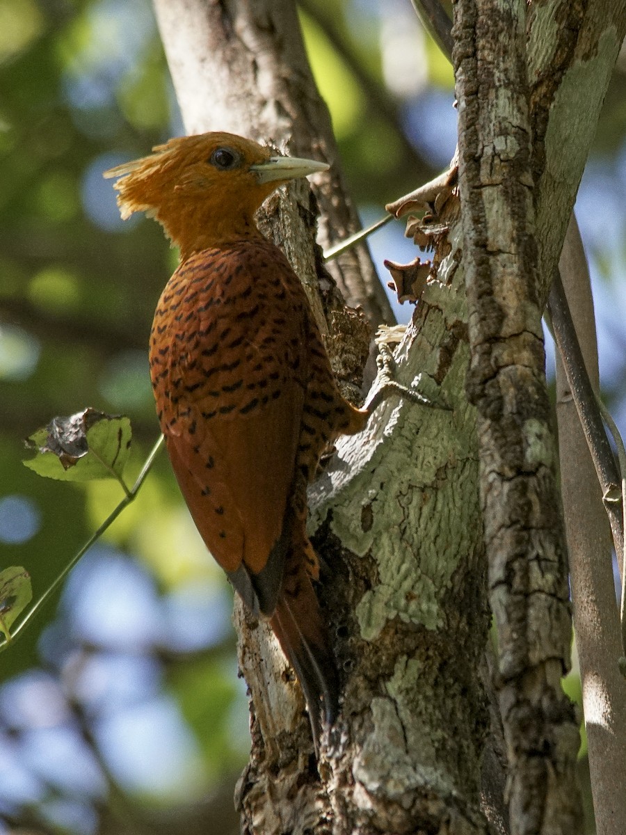 Chestnut-colored Woodpecker - ML498610111