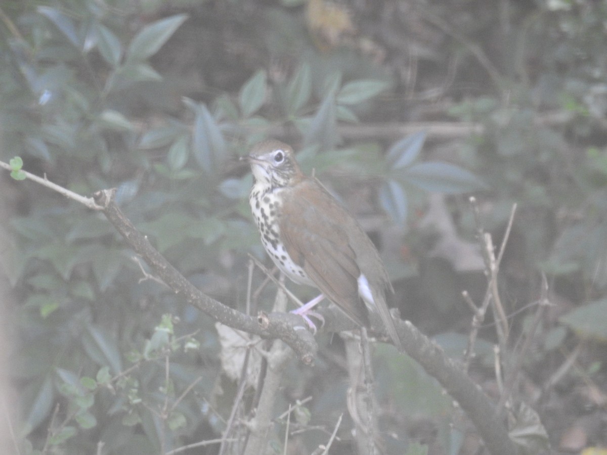 Wood Thrush - ML498612741