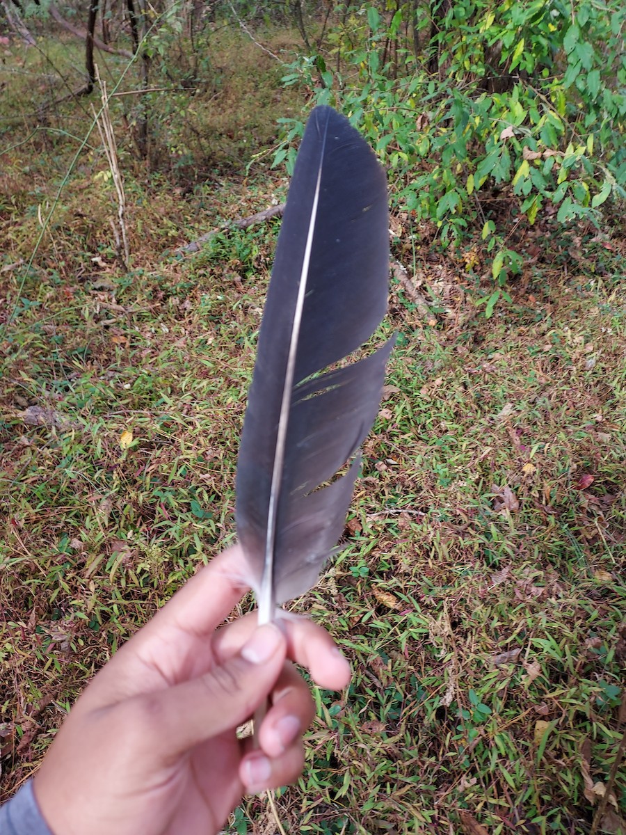 Black Vulture - ML498614321