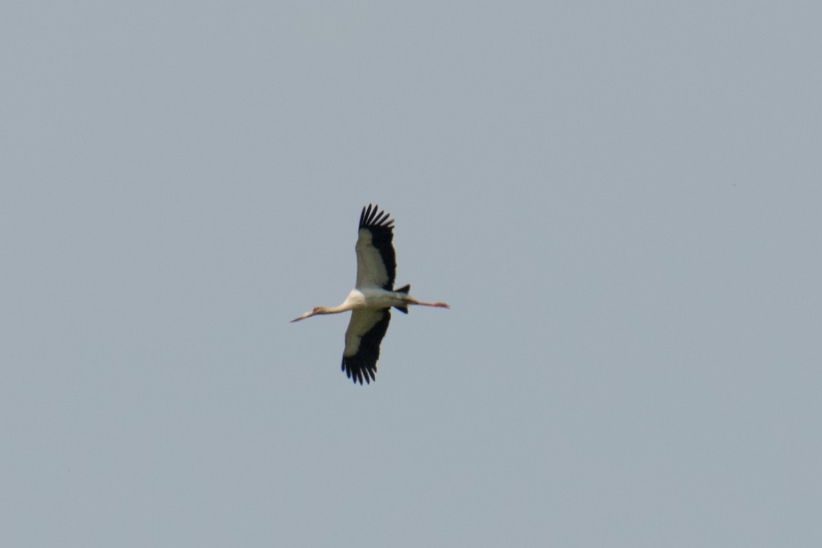 maguaristork - ML498615001