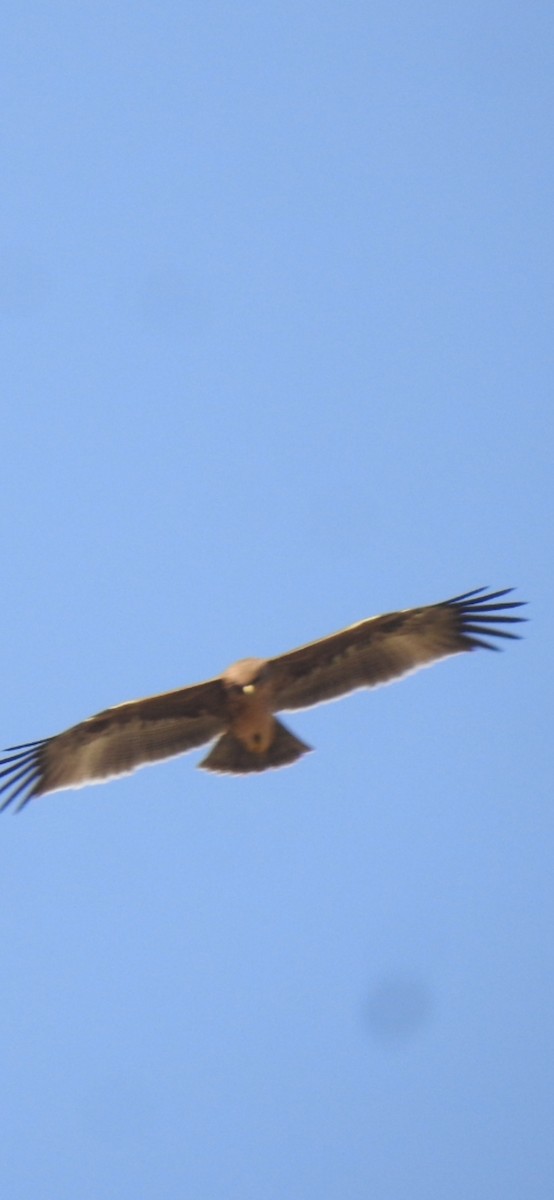 עיט הודי - ML498615271