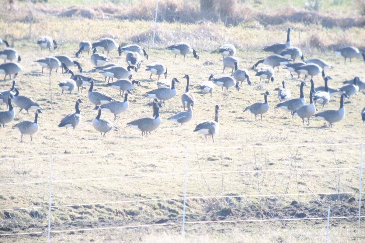 Pink-footed Goose - ML498616091