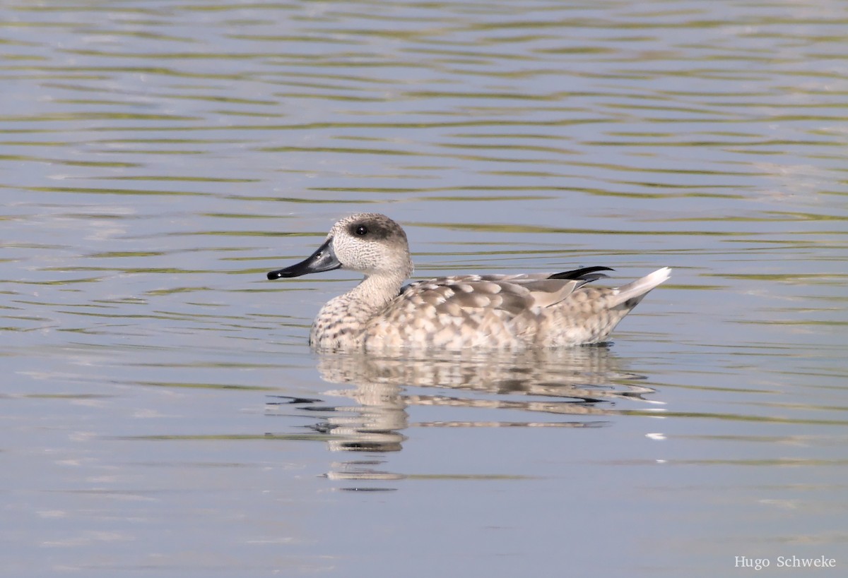 Marbled Duck - ML498616891