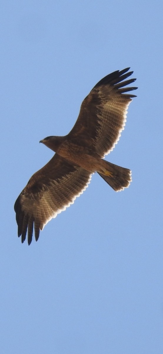 עיט הודי - ML498616911